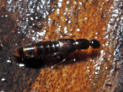 Gabrius splendidulus