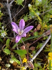 Brodiaea nana
