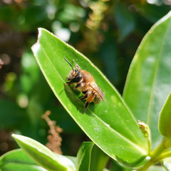 Andrena