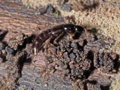 Gabrius splendidulus