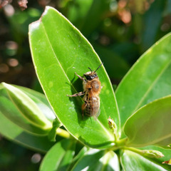 Andrena