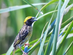 Ploceus manyar