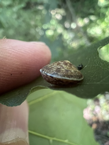 Girdled Snail