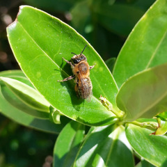Andrena