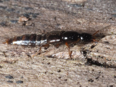Gabrius splendidulus