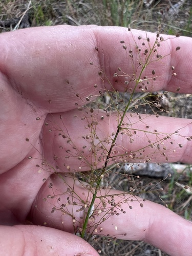 Dichanthelium erectifolium, 2026-05-23