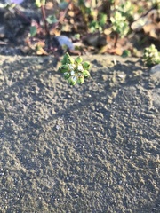 Cochlearia officinalis