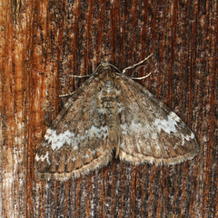 Perizoma alchemillata