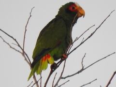 Amazona xantholora