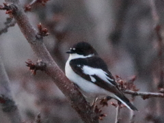 Ficedula semitorquata