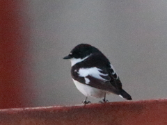 Ficedula semitorquata