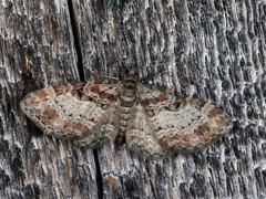 Eupithecia mutata