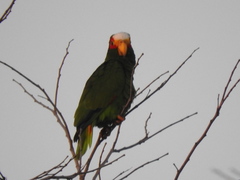 Amazona xantholora