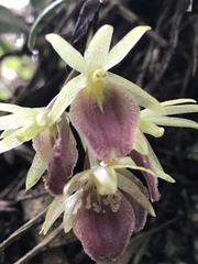 Epidendrum megalospathum