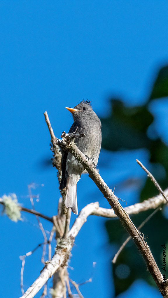 Dark Pewee
