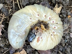 Xyloryctes jamaicensis