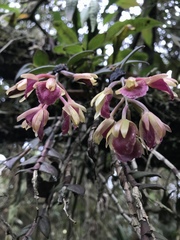 Epidendrum megalospathum