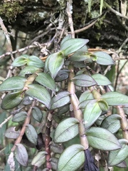 Epidendrum megalospathum