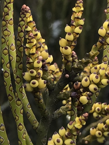 Eubrachion ambiguum