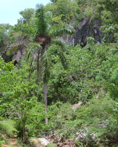 Roystonea borinquena, photograph 1