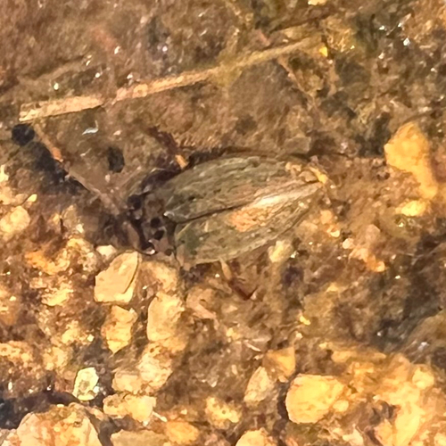 Rhantus gutticollis