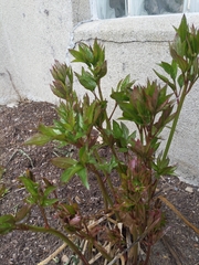 Paeoniaceae