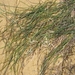 Dwarf Eelgrass - Photo (c) Valter Jacinto | Portugal, some rights reserved (CC BY-NC-SA)