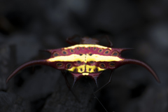 Gasteracantha falcicornis