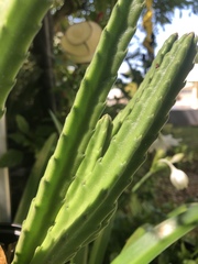 Stapelia leendertziae