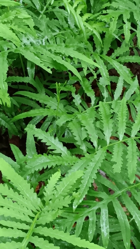 sensitive fern