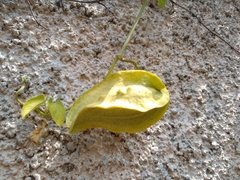 Gonolobus lasiostemma