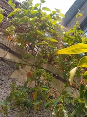 Gonolobus lasiostemma