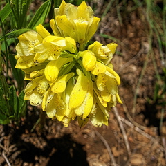 Eulophia leontoglossa