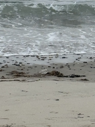 Piping Plover