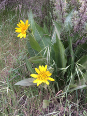 Wyethia glabra