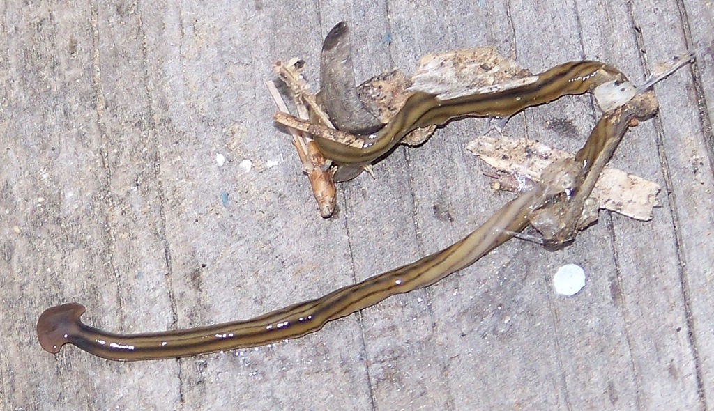 Shovel-headed Garden Worm from North Redondo, Redondo Beach, CA 90278 ...