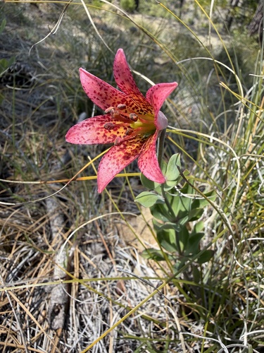 Lilium bolanderi