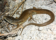 Elgaria coerulea palmeri