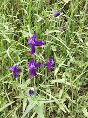 Delphinium patens