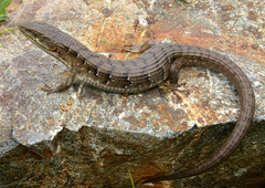 Elgaria multicarinata scincicauda