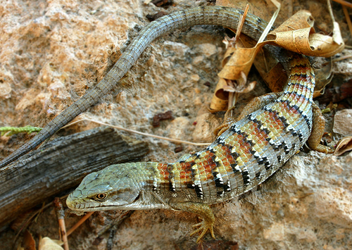 iNaturalist observation photo of San Diego Alligator Lizard