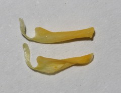 Calobota spinescens
