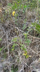 Chapmannia floridana