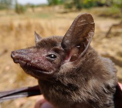 Coleura afra