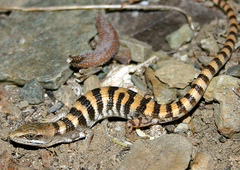 Panamint Alligator Lizard photo 2
