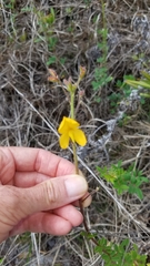 Chapmannia floridana