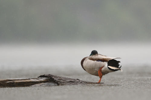 Mallard photographed in Pennsylvania