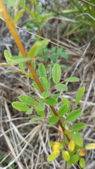 Chapmannia floridana