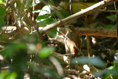 Cercotrichas quadrivirgata