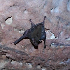 Coleura afra